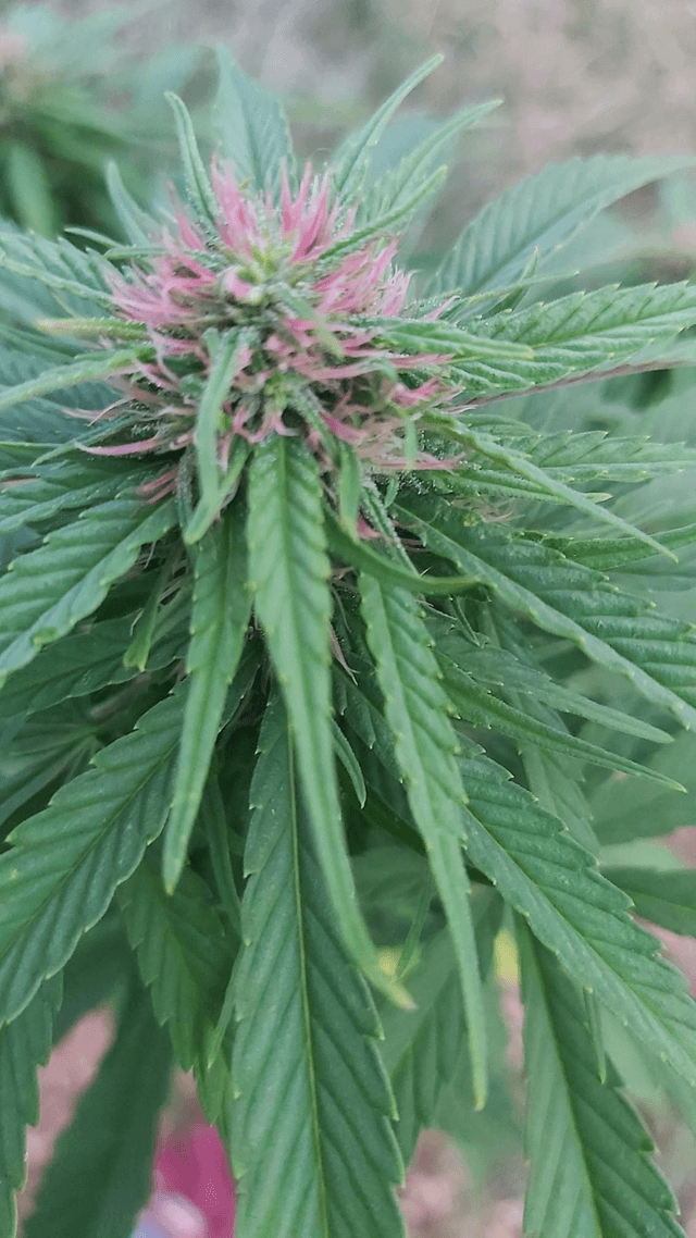 Fleurs CBD Arizona Dream 