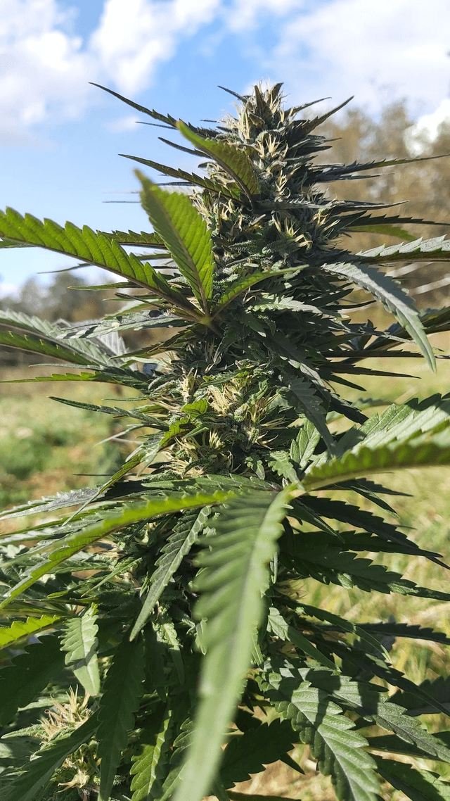 Fleurs CBD Arizona Dream 